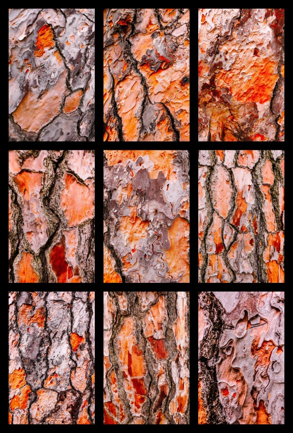 Pine Bark Montage - portrait by Lexa Harpell
